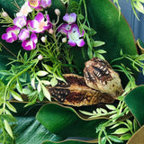 Magnolia Wreath With Purple Magnolia Flowers